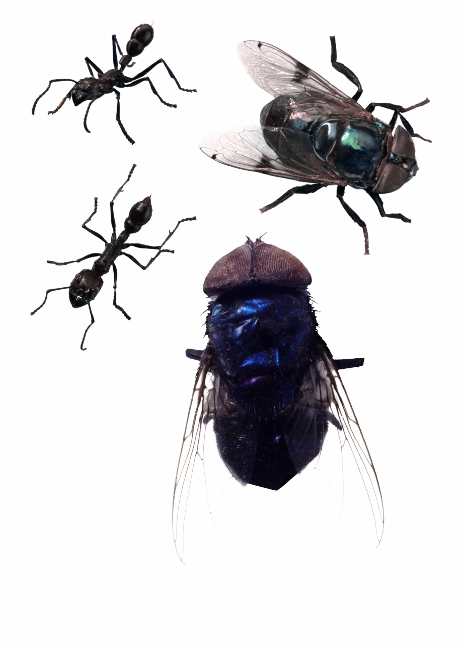 Fly Png Image Fly Png