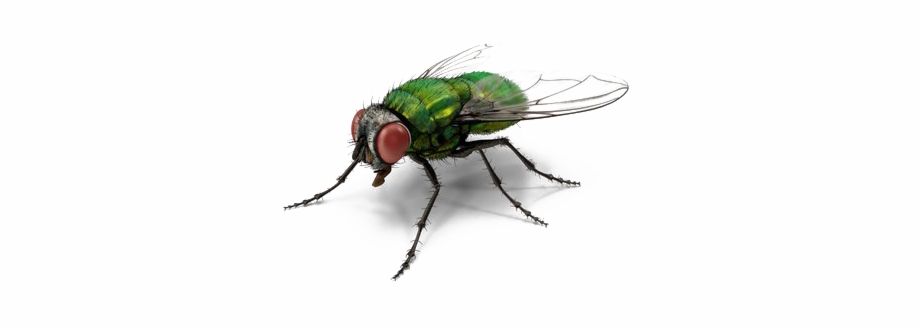 Green Fly Png Transparent File House Fly