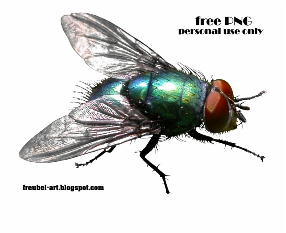 Green Bottle Fly