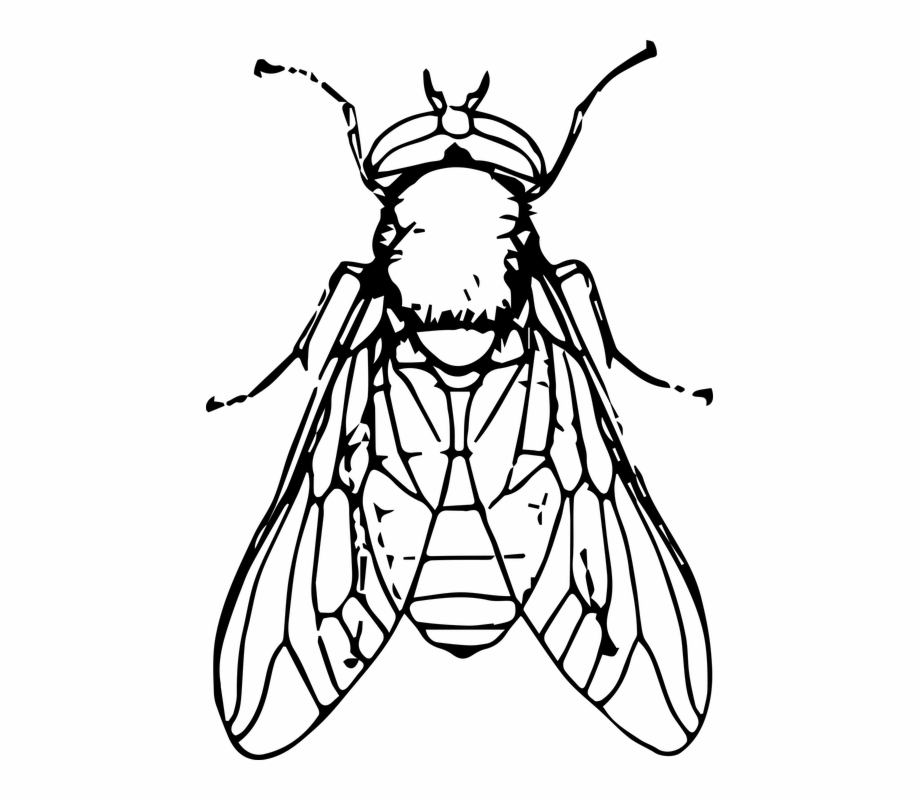 Fly Clipart Black And White