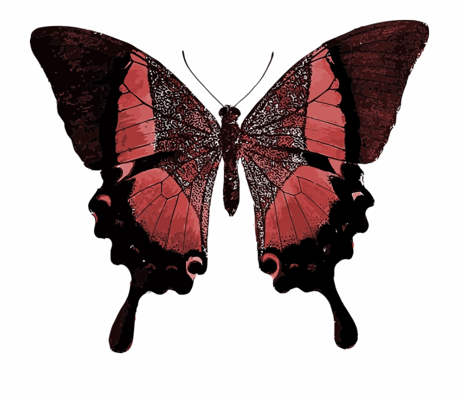 Red Butterfly Colorful Pretty Animal Insec Your Time