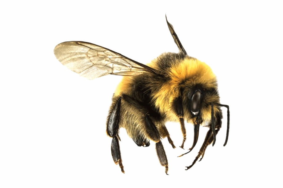 Clip Arts Related To : Honeybee. view all Honey Bee Png). 