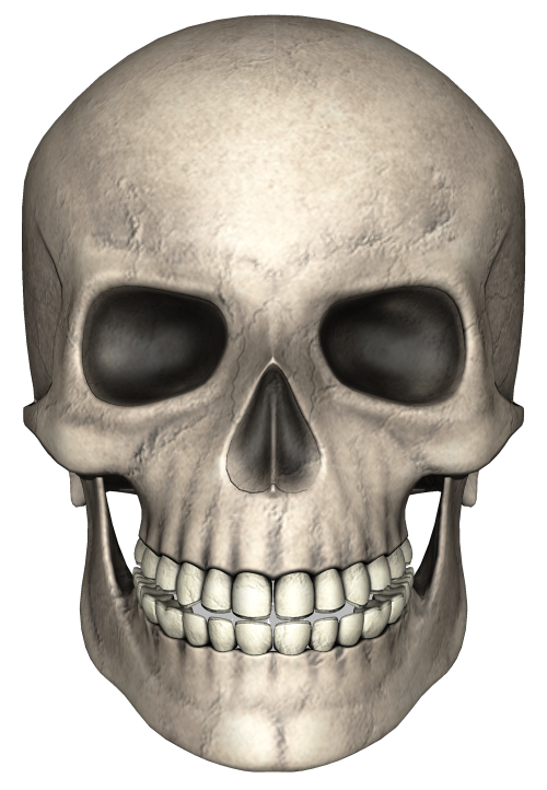Skeleton Head Png