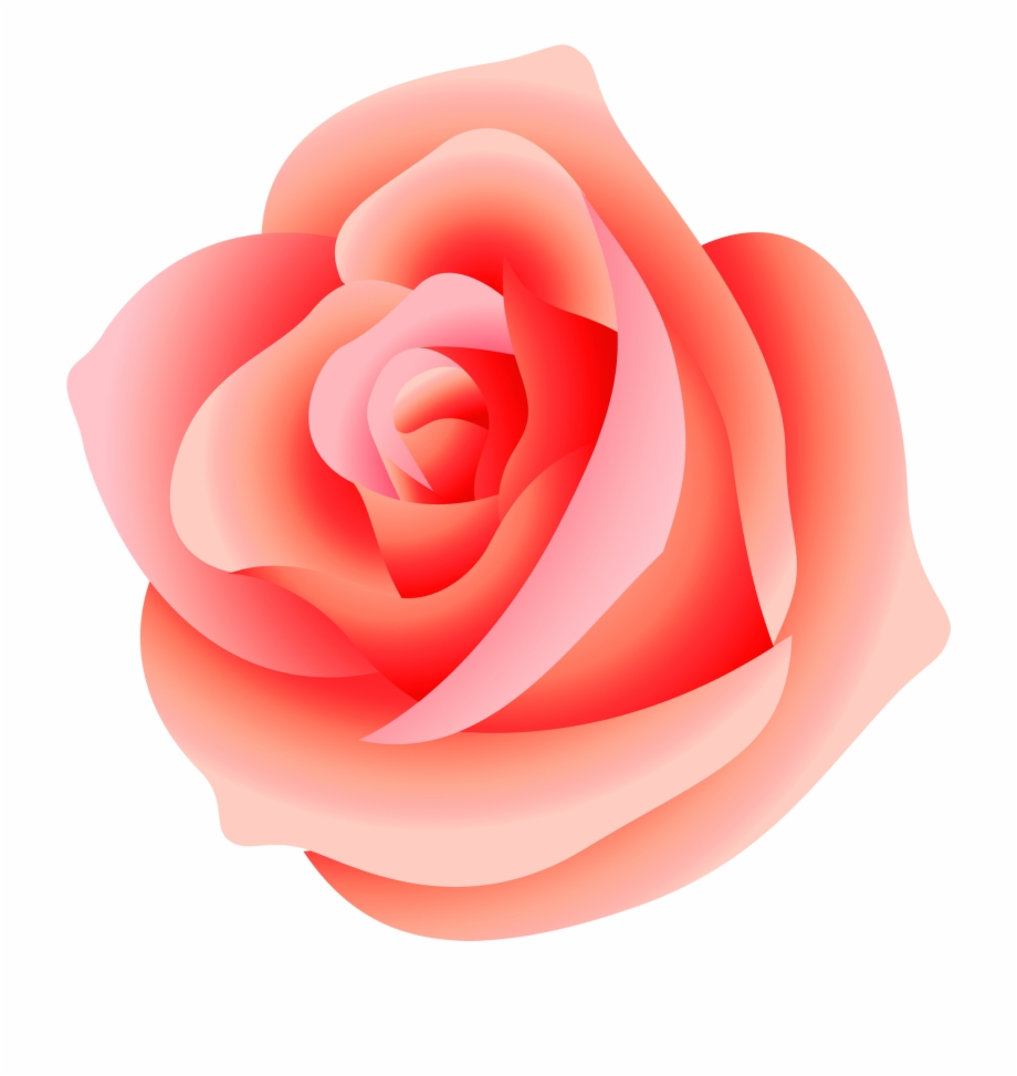 transparent background peach rose png
