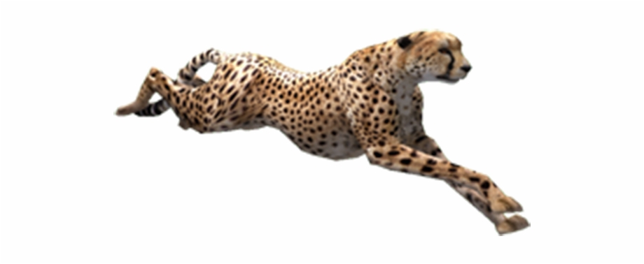 cheetah transparent background

