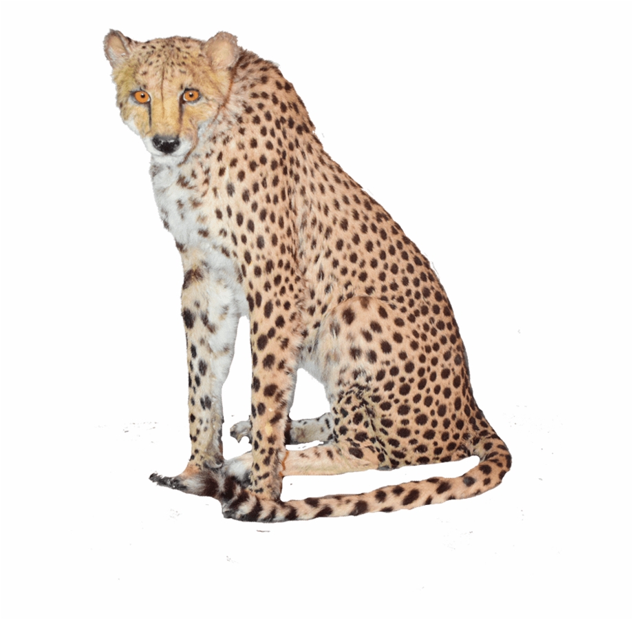 Sitting Cheetah Png High Quality Image Sitting Cheetah