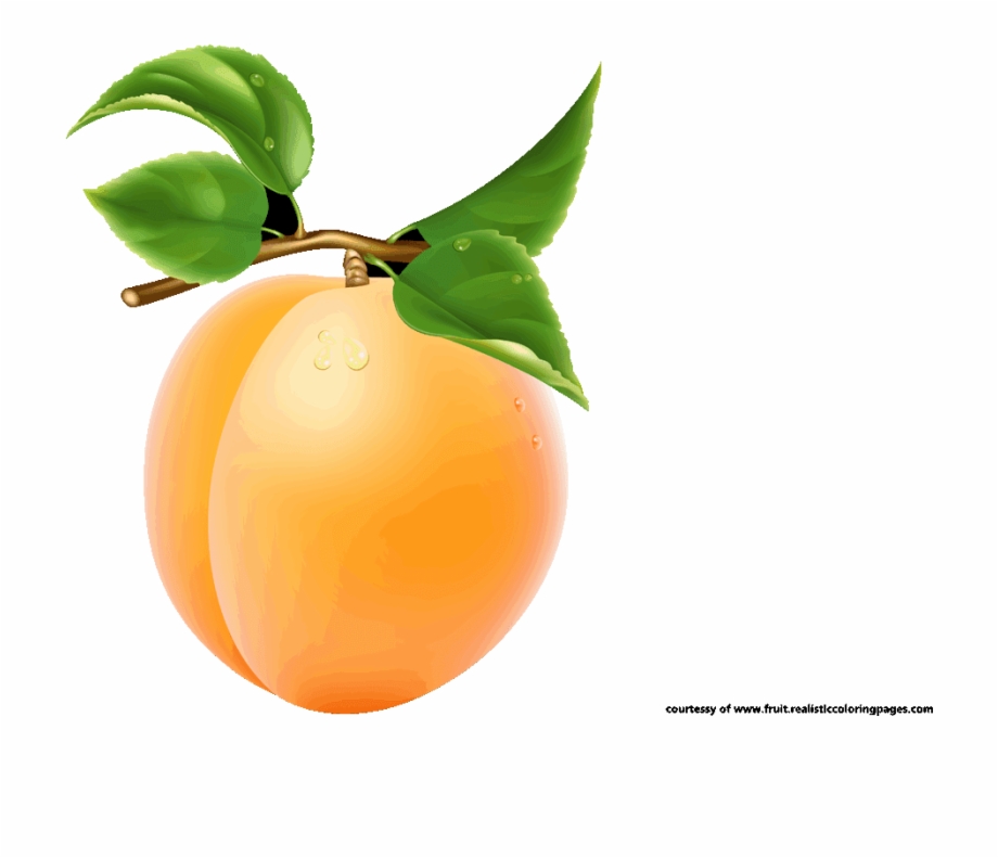 Single Apricot Transparent Image Apricot Fruit Clipart