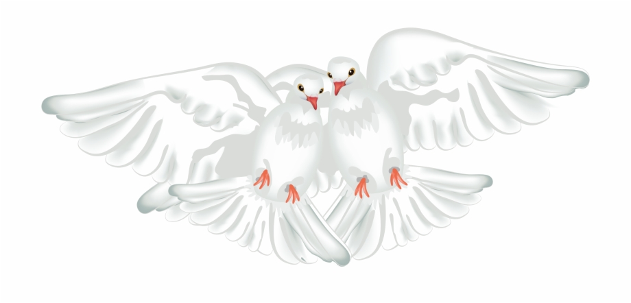 White Doves Png Pigeons And Doves