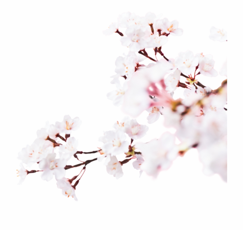 Image Cherry Blossom