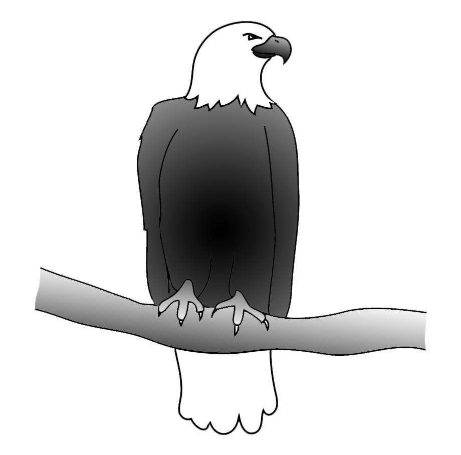 Outline Of Bald Eagle Bald Eagle Drawing Parrot