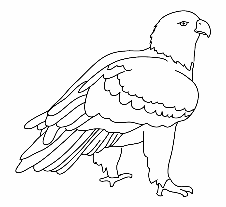 eagle clipart balck and white
