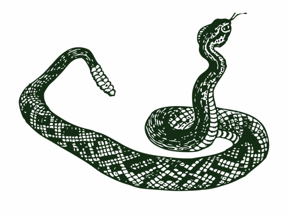 Drawn Serpent Snake Png Black And White Rattlesnake