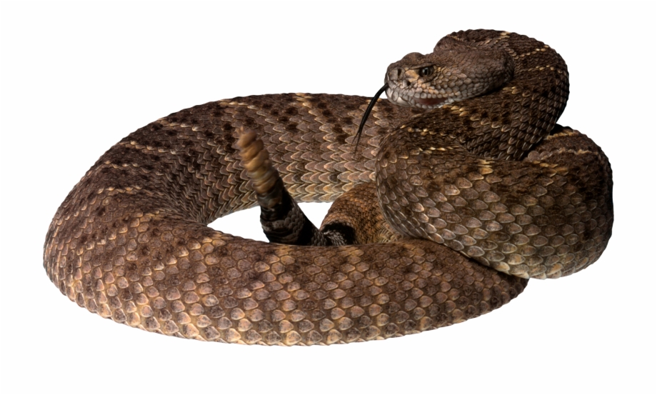 Icon Snake Png Image Snake Cobra And Rattlesnake