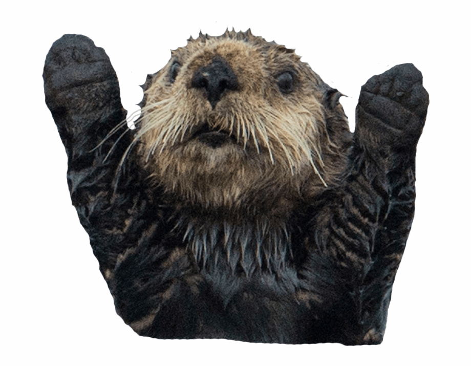 sea otter transparent background
