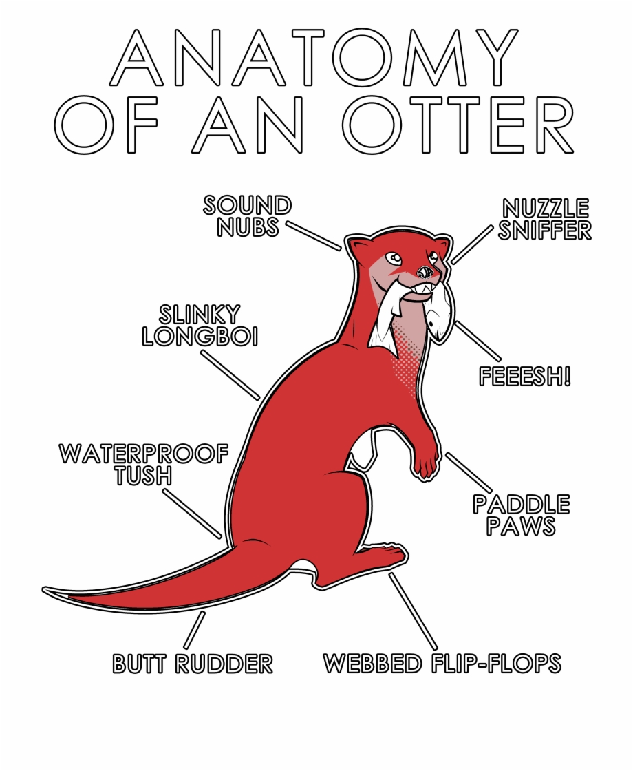 Anatomy Of An Otter Cartoon