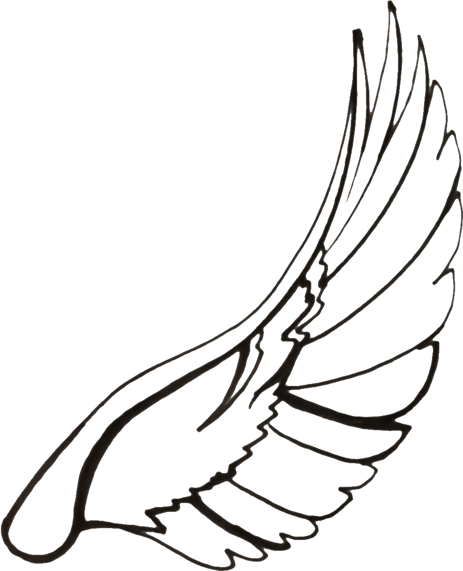 Drawing Feather Dove Transparent Png Clipart Free Line