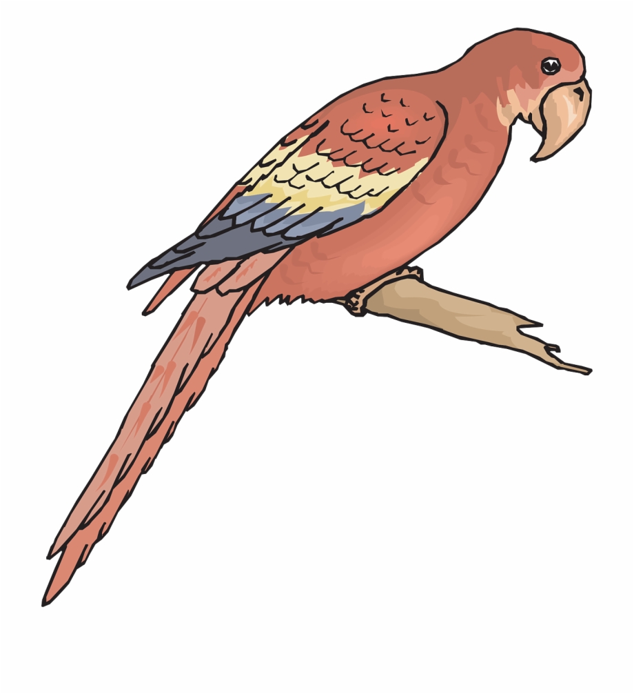 Bird Branch Wings Macaw Png Image Outline Picture