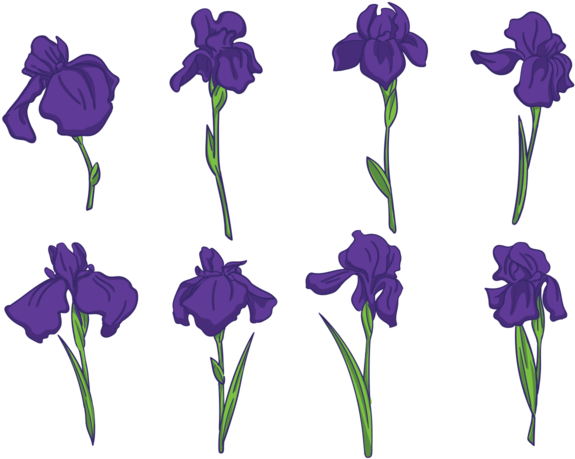Iris Flower Vectors Download Iris Flower Vector