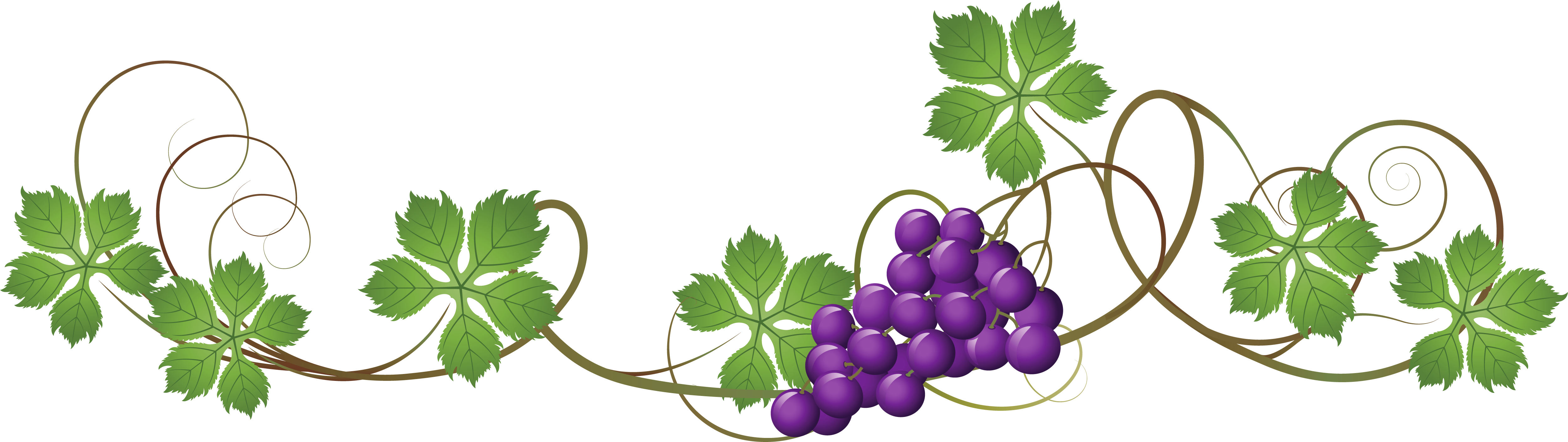 Vine Decoration Png Picture Grapes Vines Transparent Background