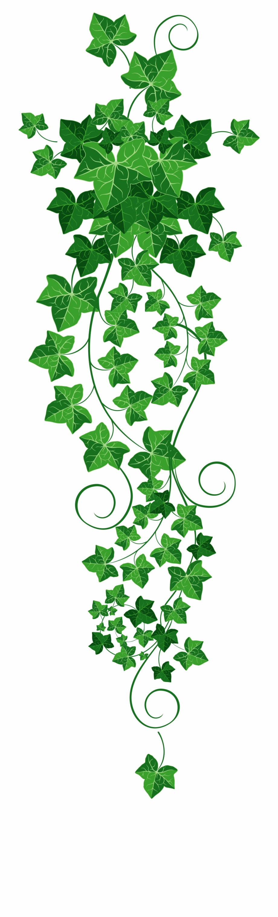 Vine Ivy Png Clipart Picture Ivy Tattoo Vine