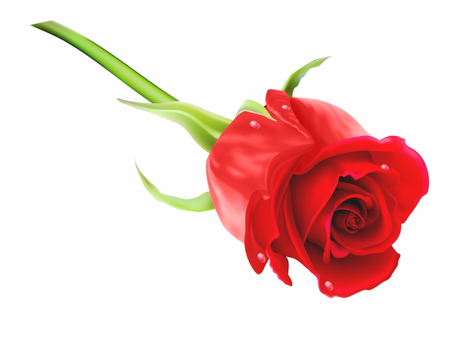 Red Rose Png Clip Art Imageu200b Gallery Yopriceville