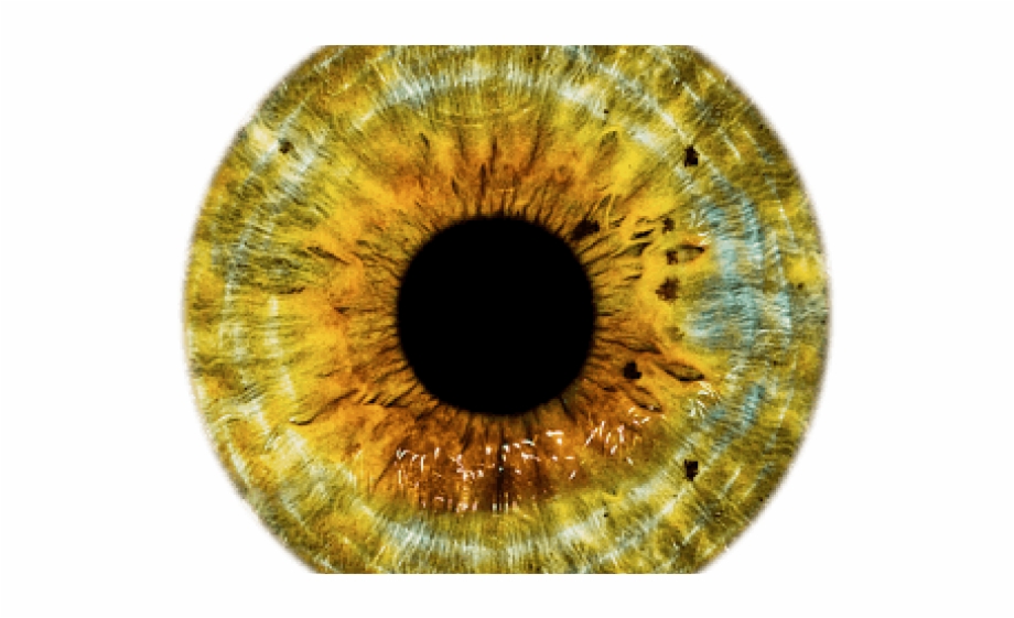 Brown Eyes Clipart Yellow Eye Gold Eye Lens