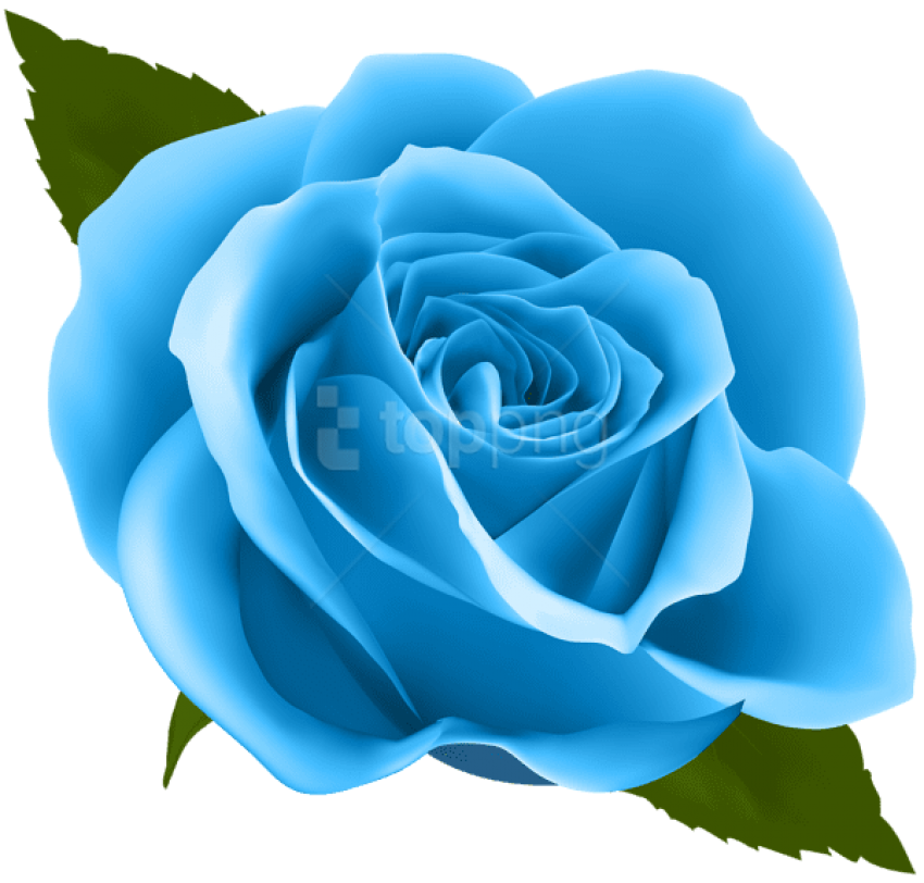 Blue Roses Png