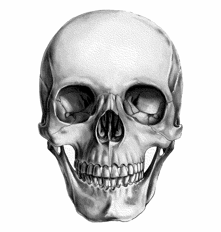 human skull anatomy drawing
