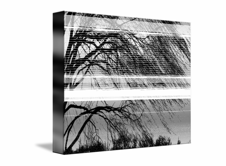 Black And White Willow Tree Monochrome