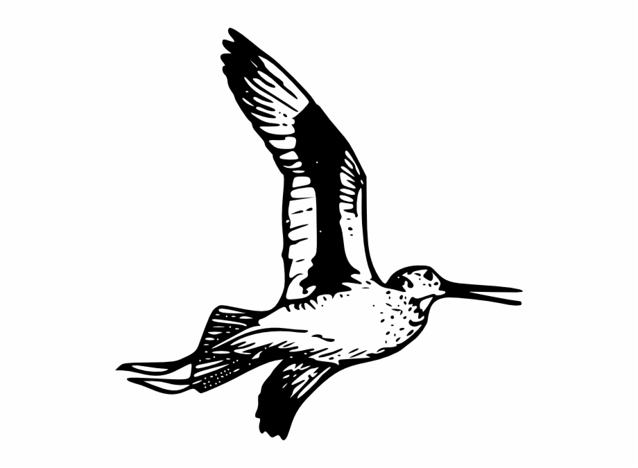 Willet Drawing