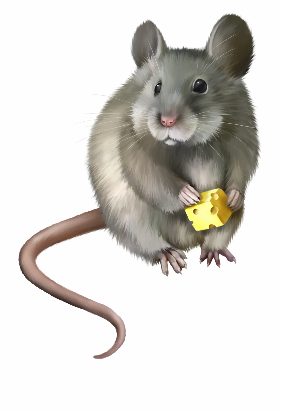 Mouse Animal Png Clip Art Realistic Mouse - Clip Art Library