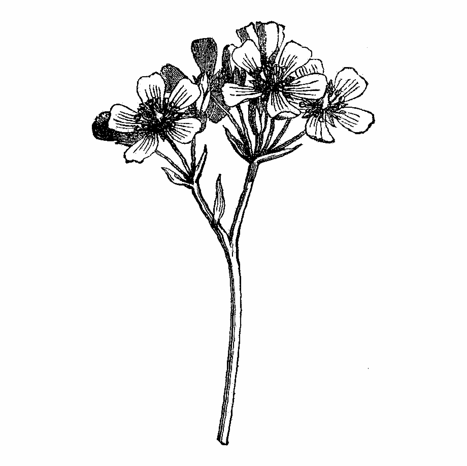 Digital Wildflower Downloads Botanical Flowers Drawings