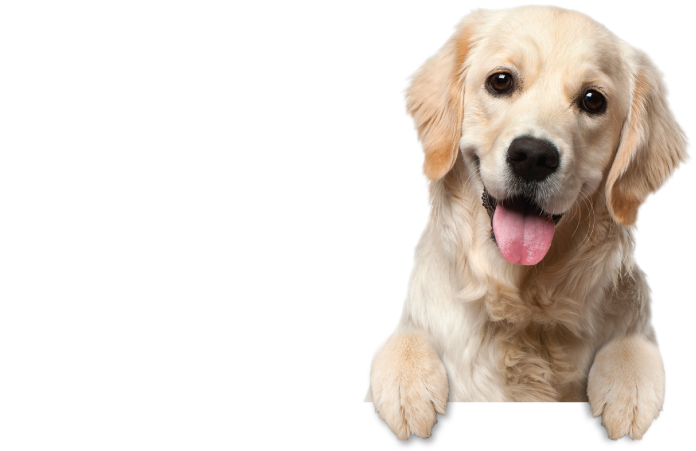 Dog Delights Background Register Pet