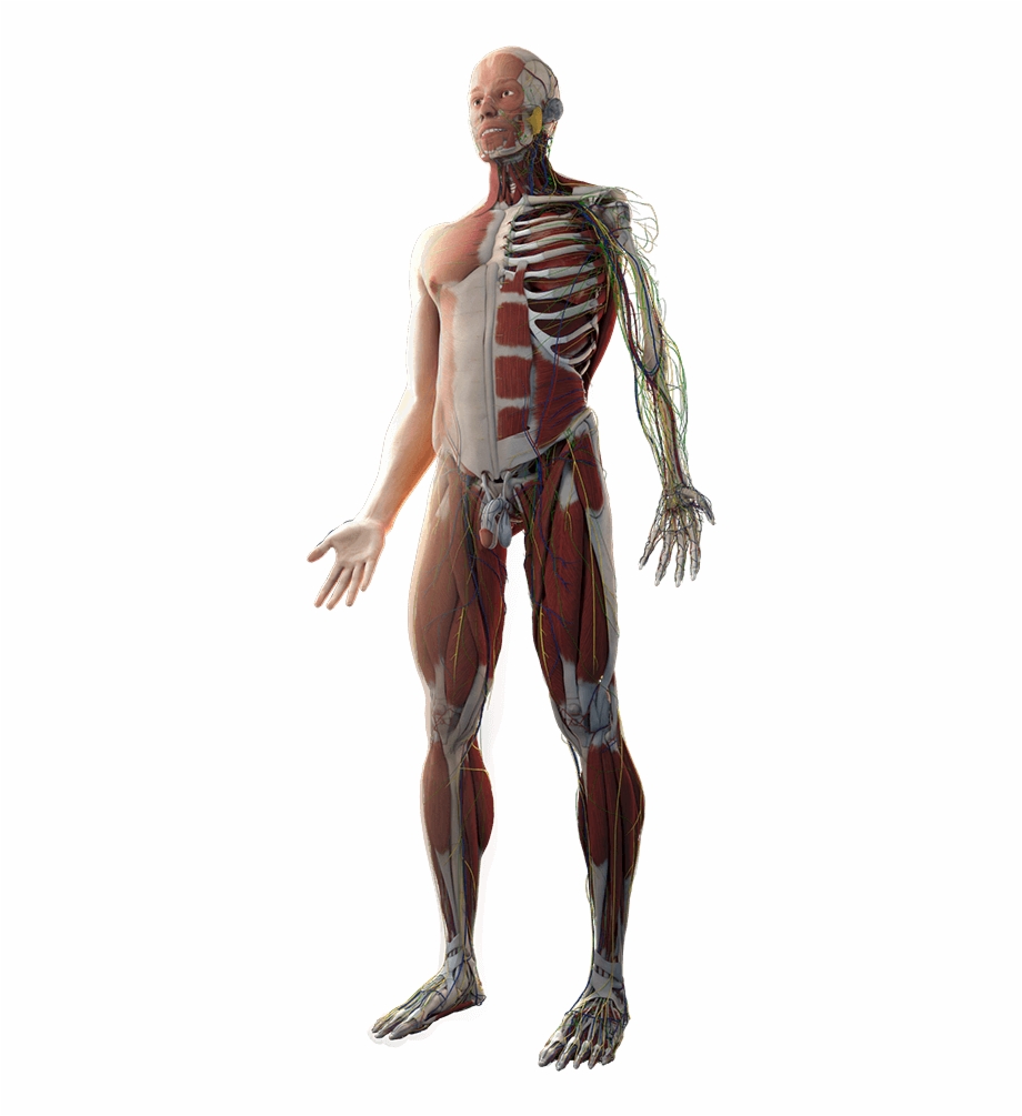 Body Transparent Human Anatomy Png