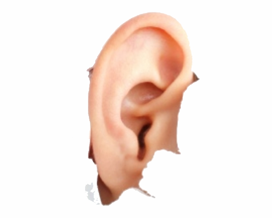 Human Ear Png Image Ear