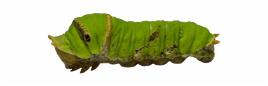 Download Free Png Image Transparent Background Caterpillar Transparent