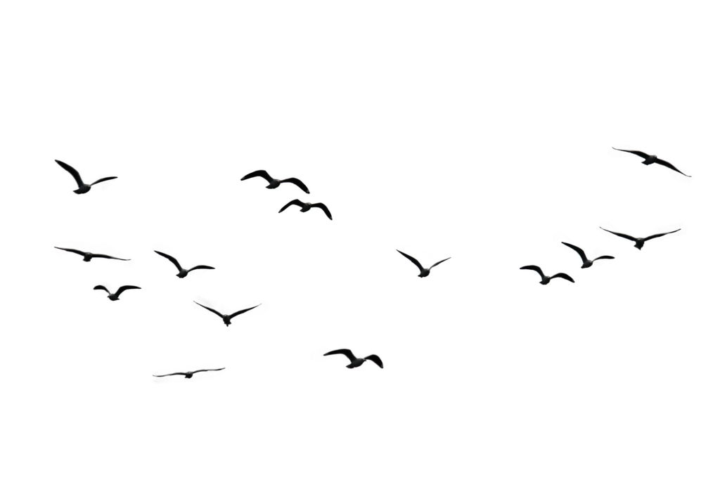birds flying in the sky png

