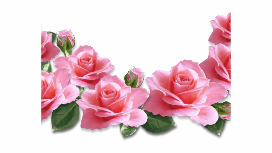 transparent background pink rose clipart
