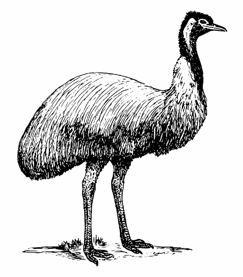 Download Animals Ostrich Png Transparent Images Transparent Emu