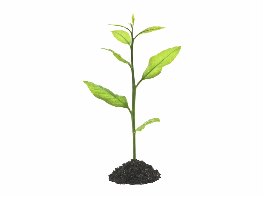 Retirement Planning Growing Plant Responsibility And Independence