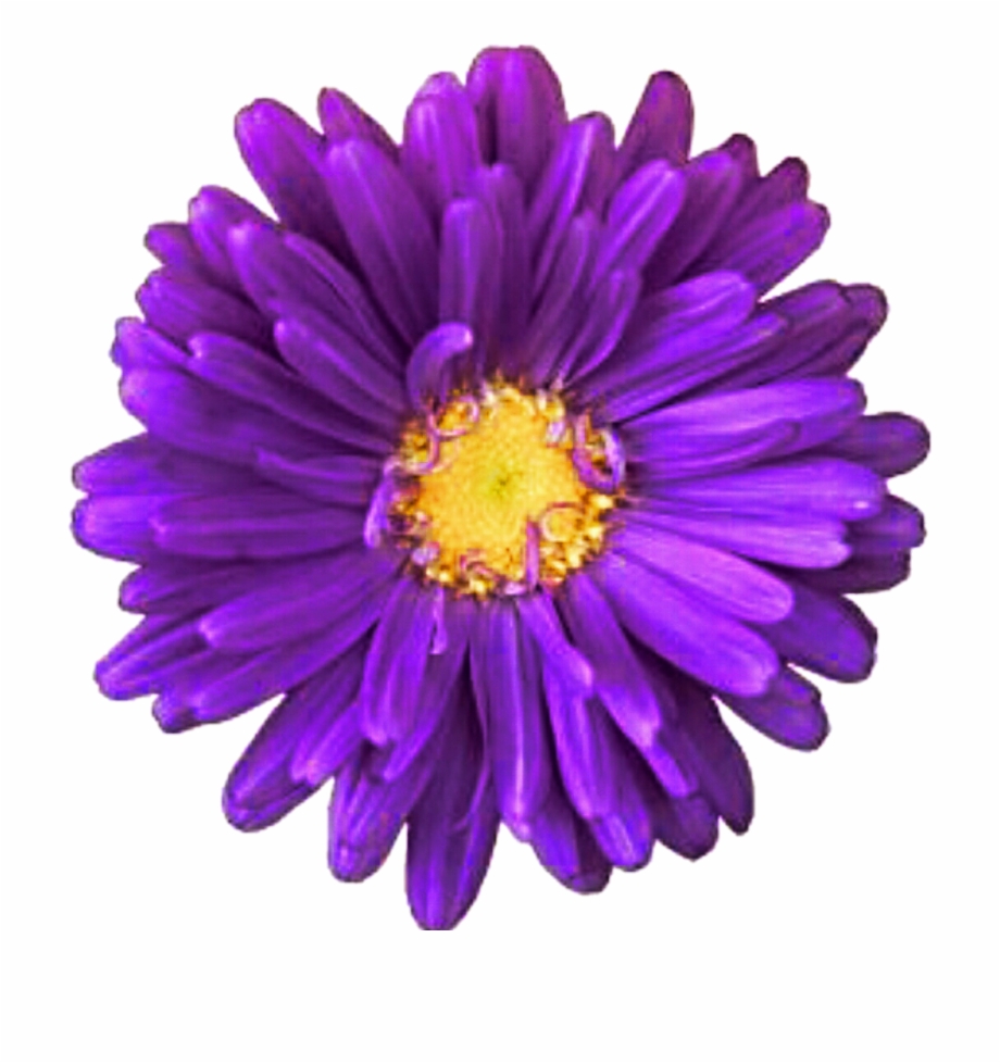 Daisy Purple Download Transparent Png Image Purple Daisy