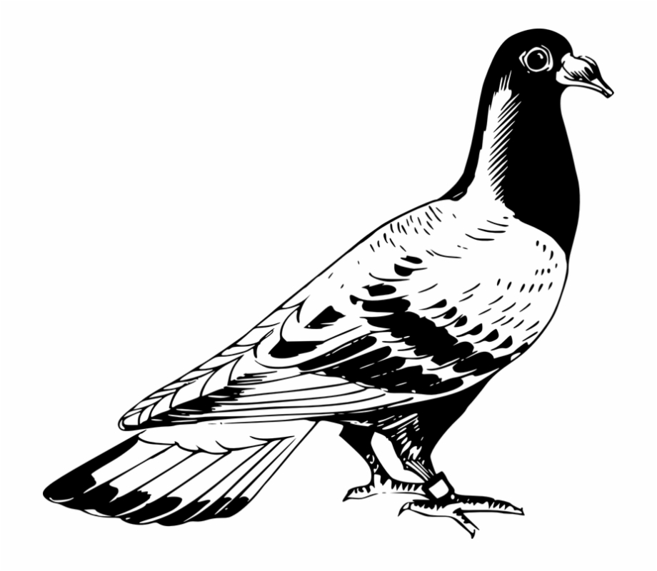 Kabutar Png Hd Pigeon Clipart Black And White