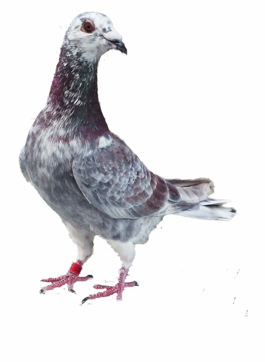 Homing And Racing Pigeons From Stock A Rock