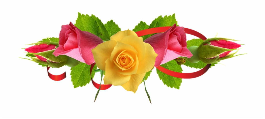 Yellow Rose Flower Free Png Transparent Images Free