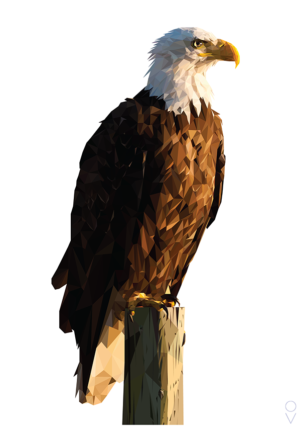 Bald Eagle Png