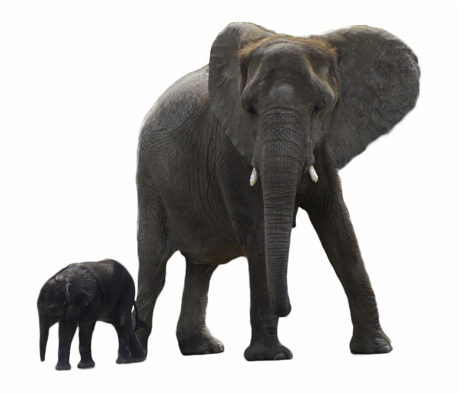 Elephant Png Free Download Elephant With Baby Png