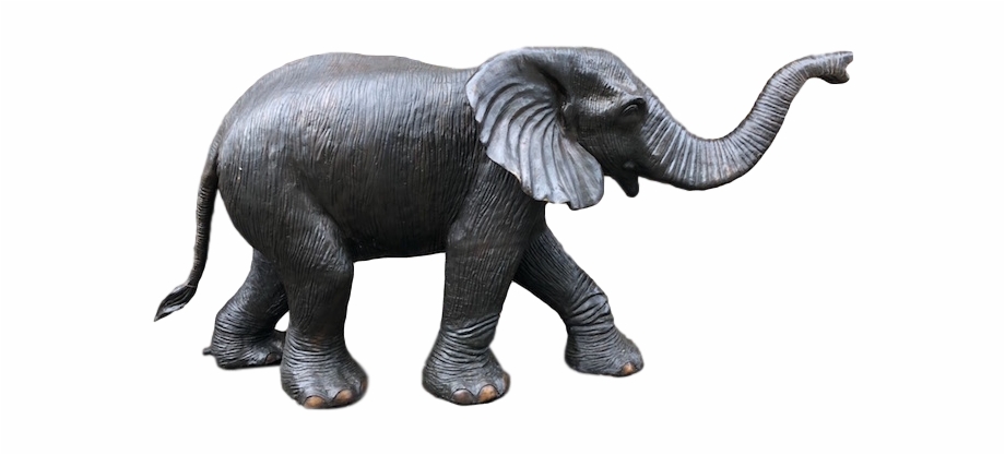 indian elephant
