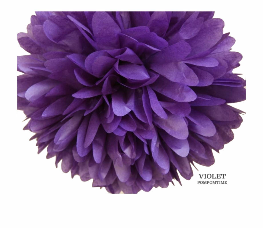 Violet Pom Pom Dahlia