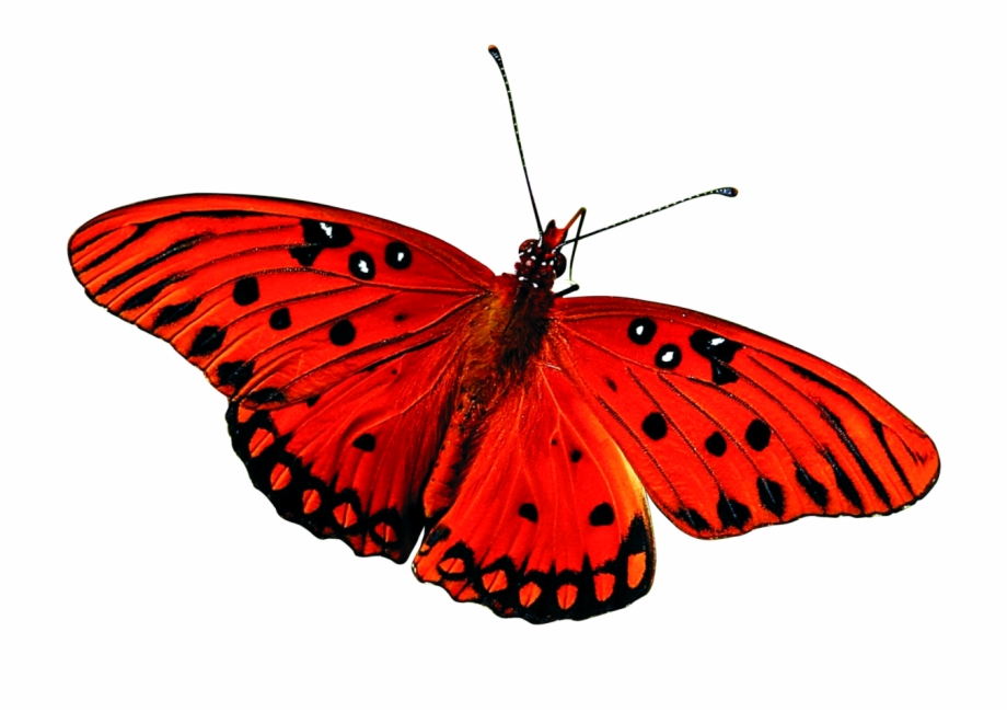 Best Butterfly Png One Transparent Background Butterfly Images