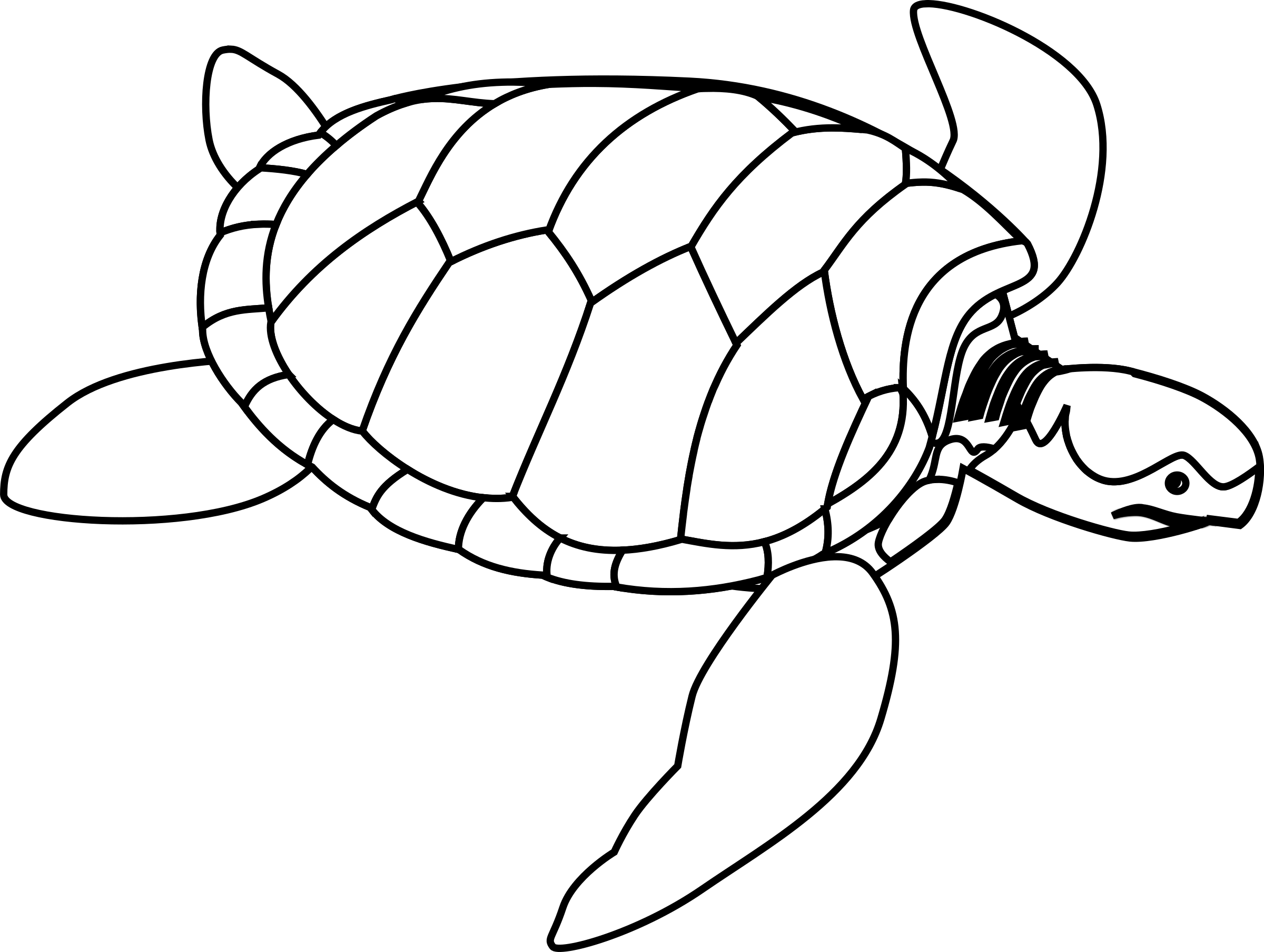 draw a turtle shell.